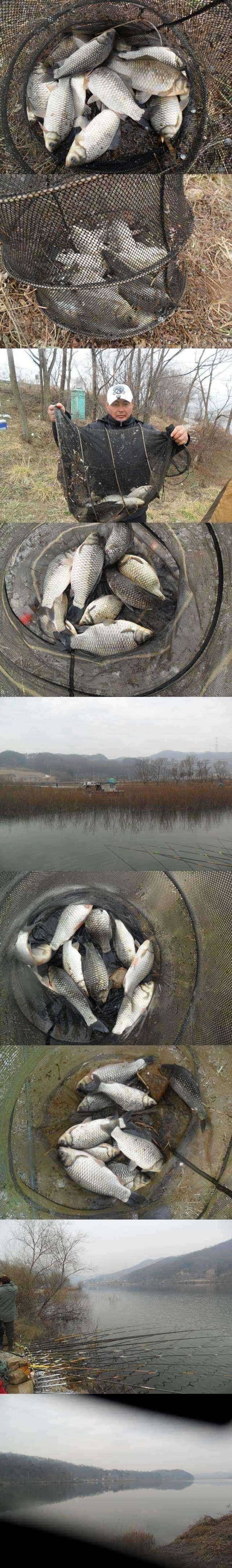 덕산지 마릿수의 붕어들 (조황조행기 - 특파원조황)