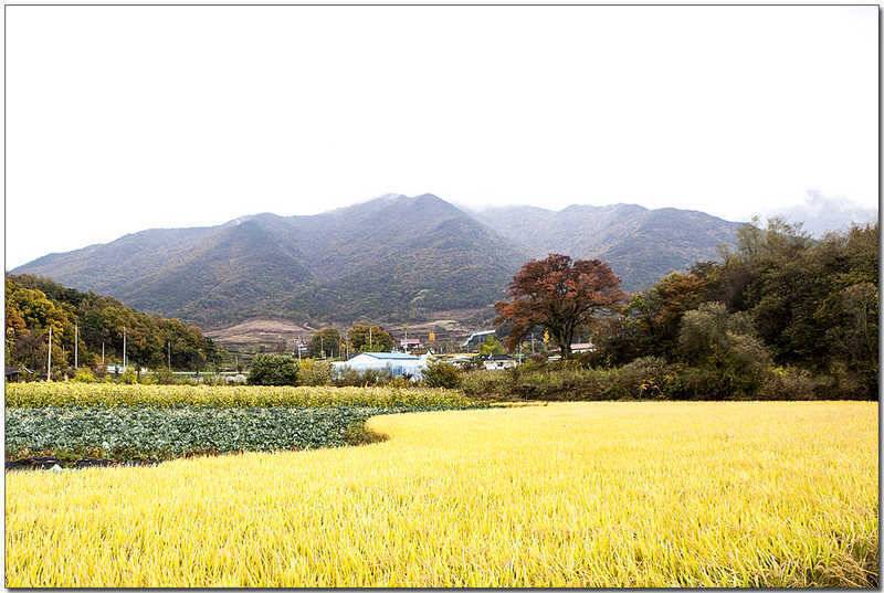 한버들 사짜윤 낚시터 월척칠성지 사짜 (조황조행기 - 특파원조황)