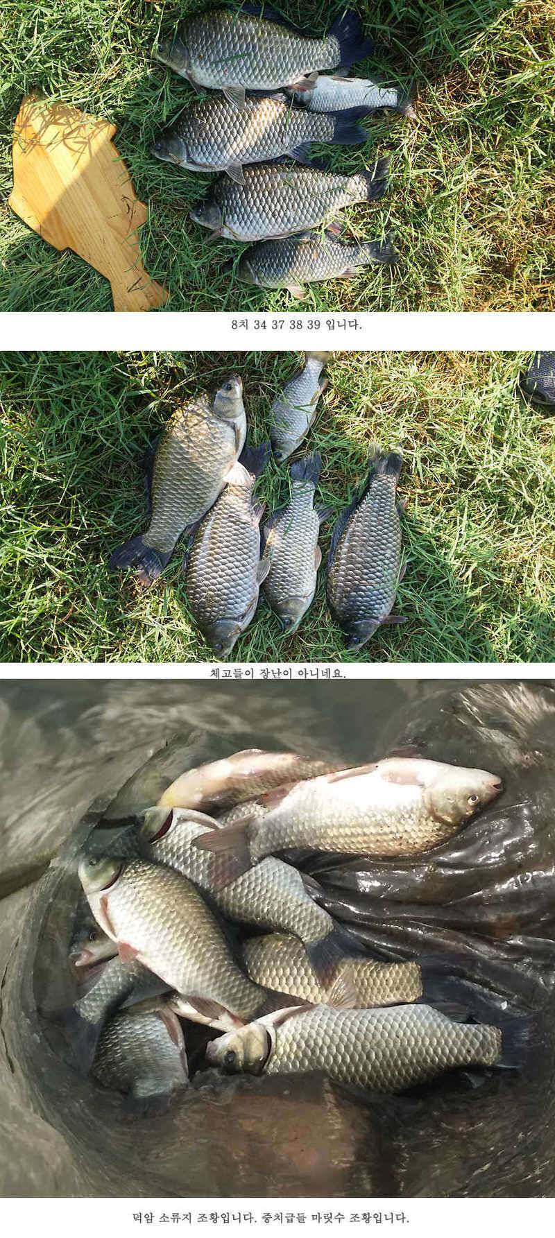 지난주 청도권 3644 7마리 이상 (조황조행기 - 특파원조황)