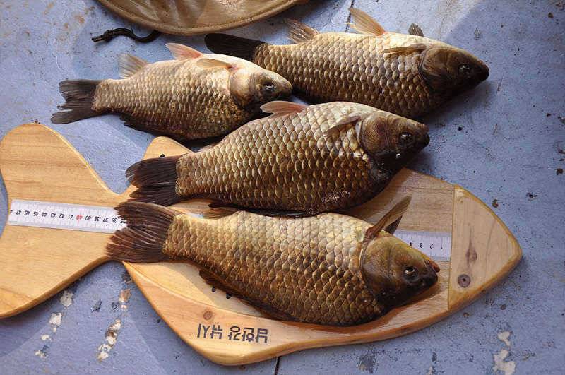 모처럼많에 36cm 월척붕어네요 (조황조행기 - 특파원조황)