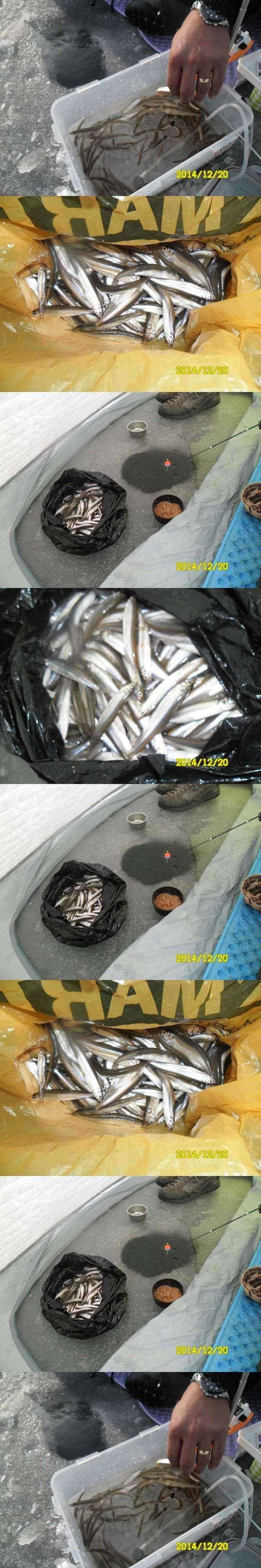 고초골지 빙어 대박 (조황조행기 - 특파원조황)