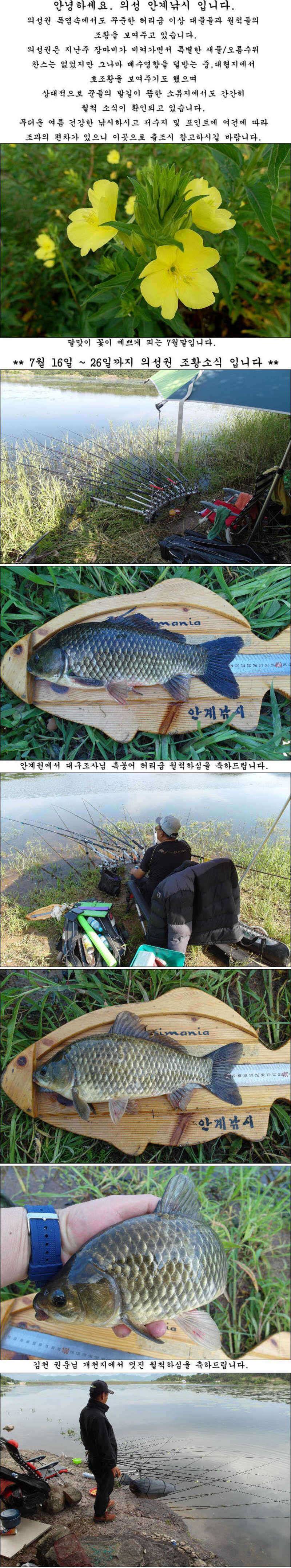 대물에 허리급에 마릿수 월척들 (조황조행기 - 특파원조황)