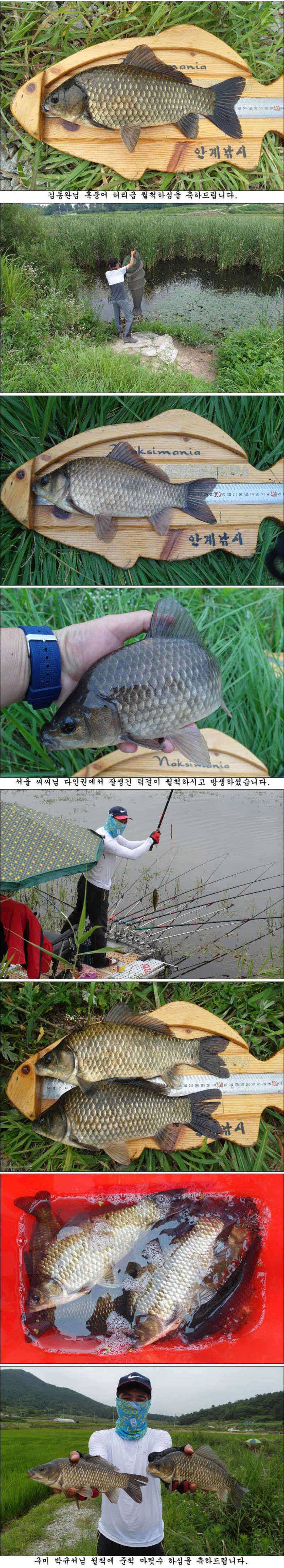 대물에 허리급에 마릿수 월척들 (조황조행기 - 특파원조황)