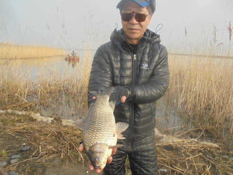 49 부남호 42cm 대물붕어 낱마리 조황 (조황조행기 - 특파원조황)