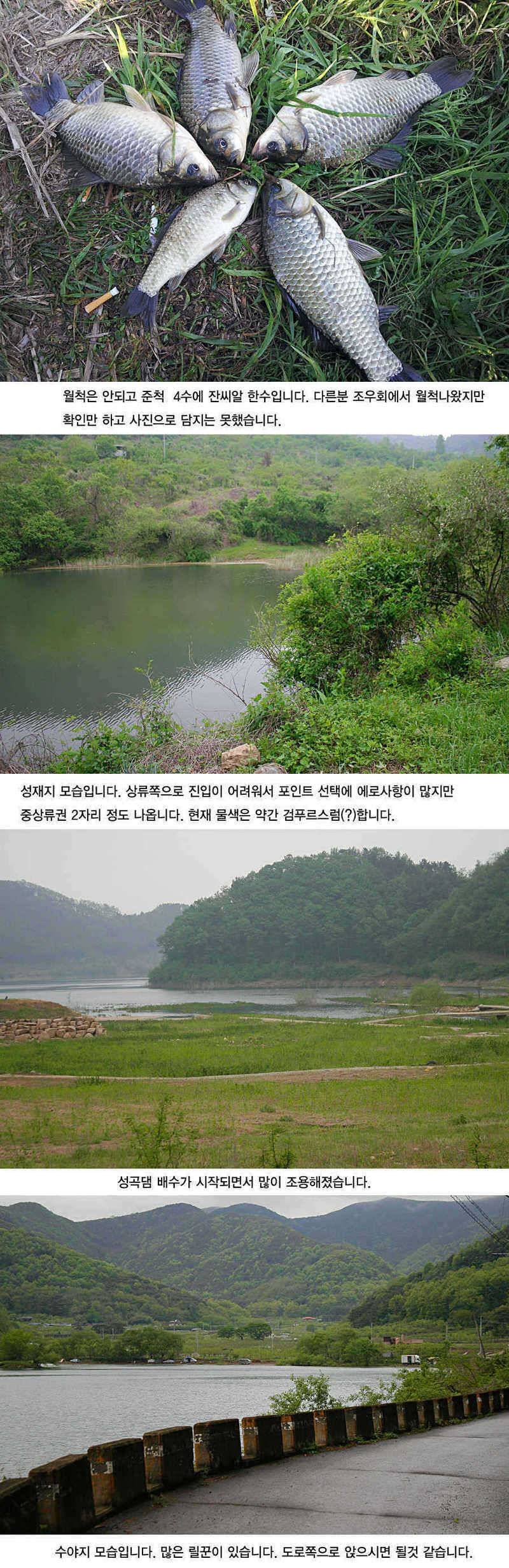 청도권 지난주 주말및 주중393938 (조황조행기 - 특파원조황)