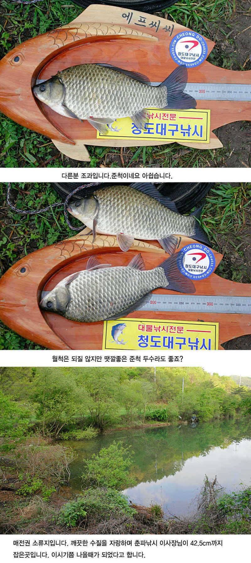청도권 지난주 주말및 주중393938 (조황조행기 - 특파원조황)