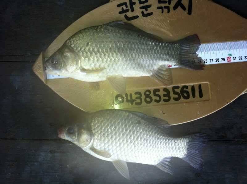 충주호 노지소식과 문골낚시터 조황 (조황조행기 - 특파원조황)