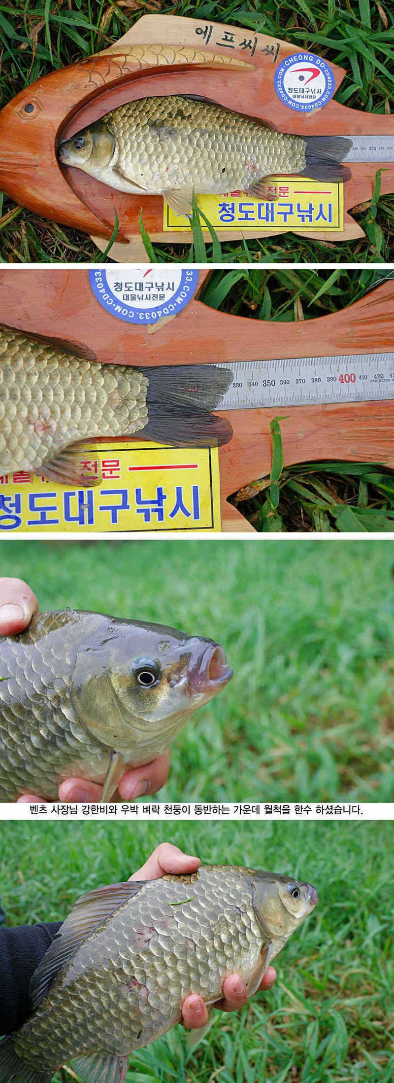 청도권 지난주 주말및 주중393938 (조황조행기 - 특파원조황)
