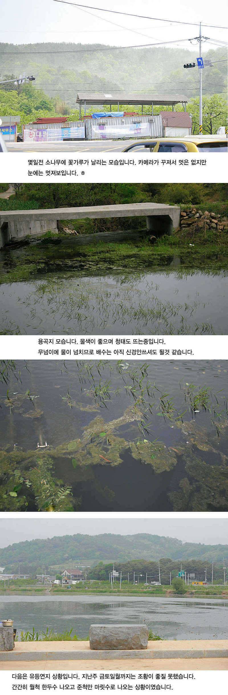 청도권 지난주 주말및 주중393938 (조황조행기 - 특파원조황)
