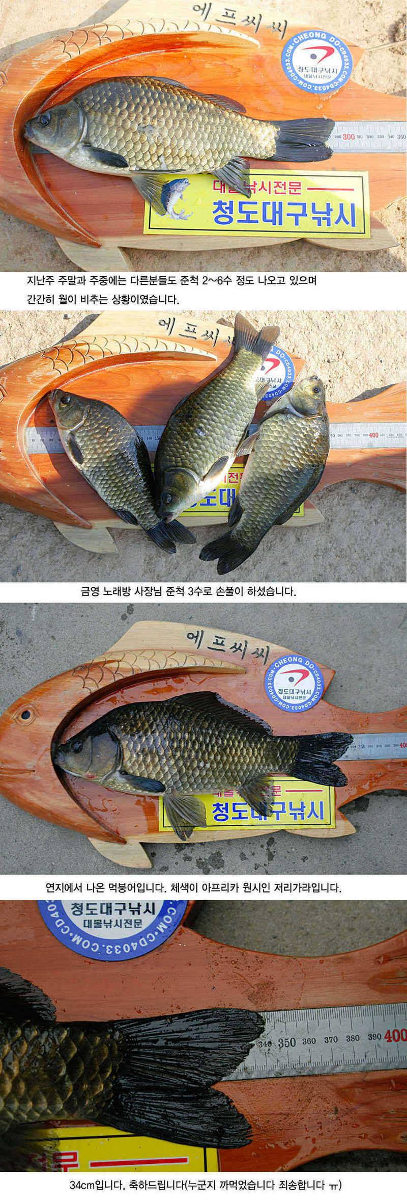 청도권 지난주 주말및 주중393938 (조황조행기 - 특파원조황)