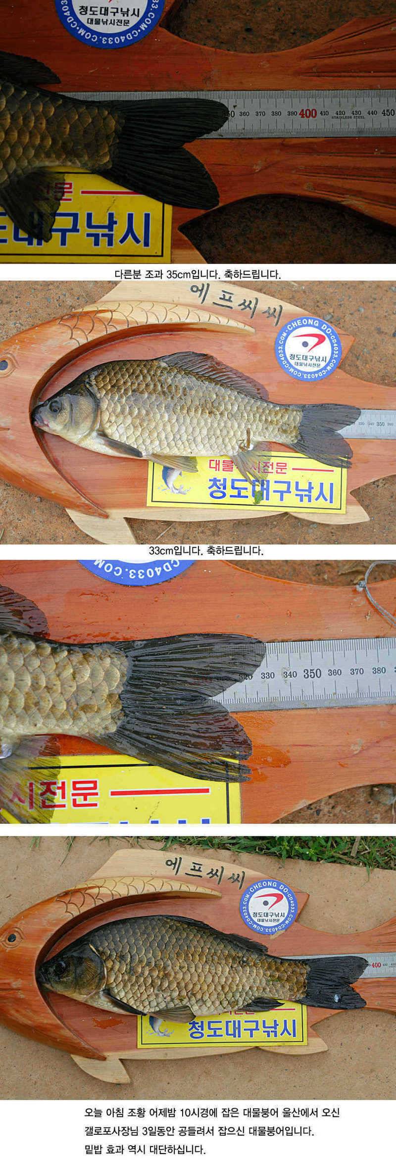 청도권 지난주 주말및 주중393938 (조황조행기 - 특파원조황)