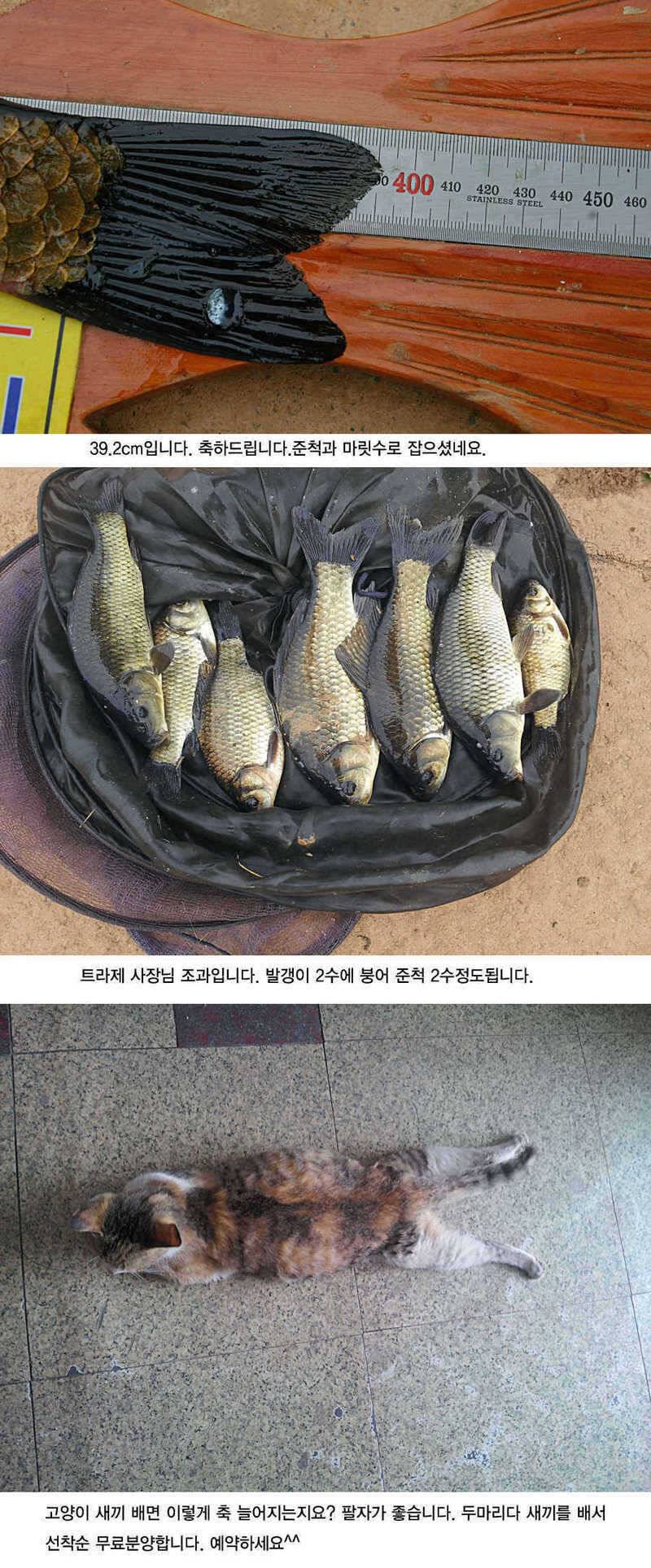 청도권 지난주 주말및 주중393938 (조황조행기 - 특파원조황)