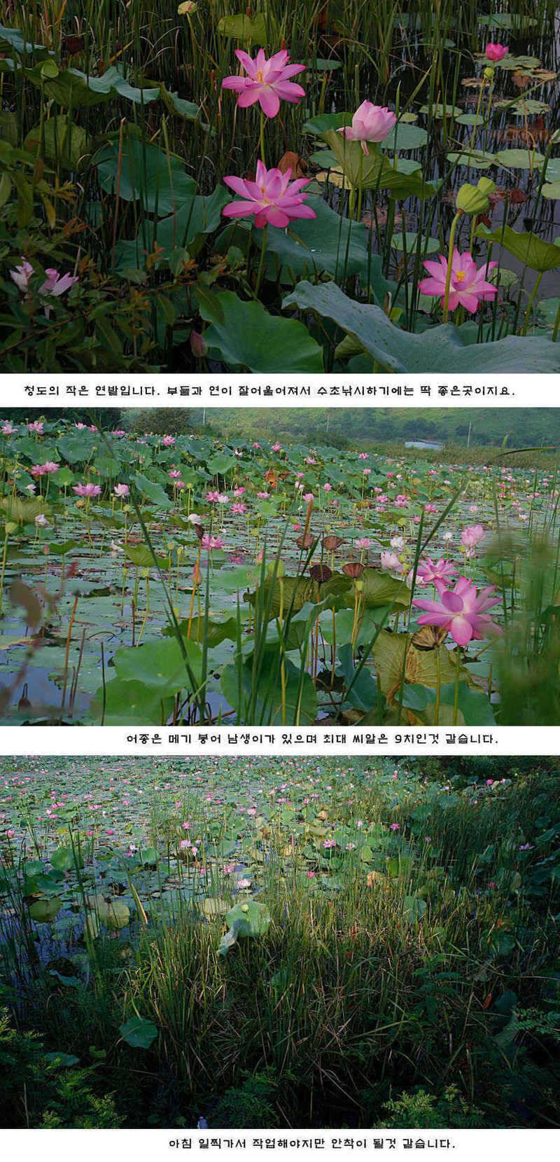 청도권 주말 주중 조황 (조황조행기 - 특파원조황)