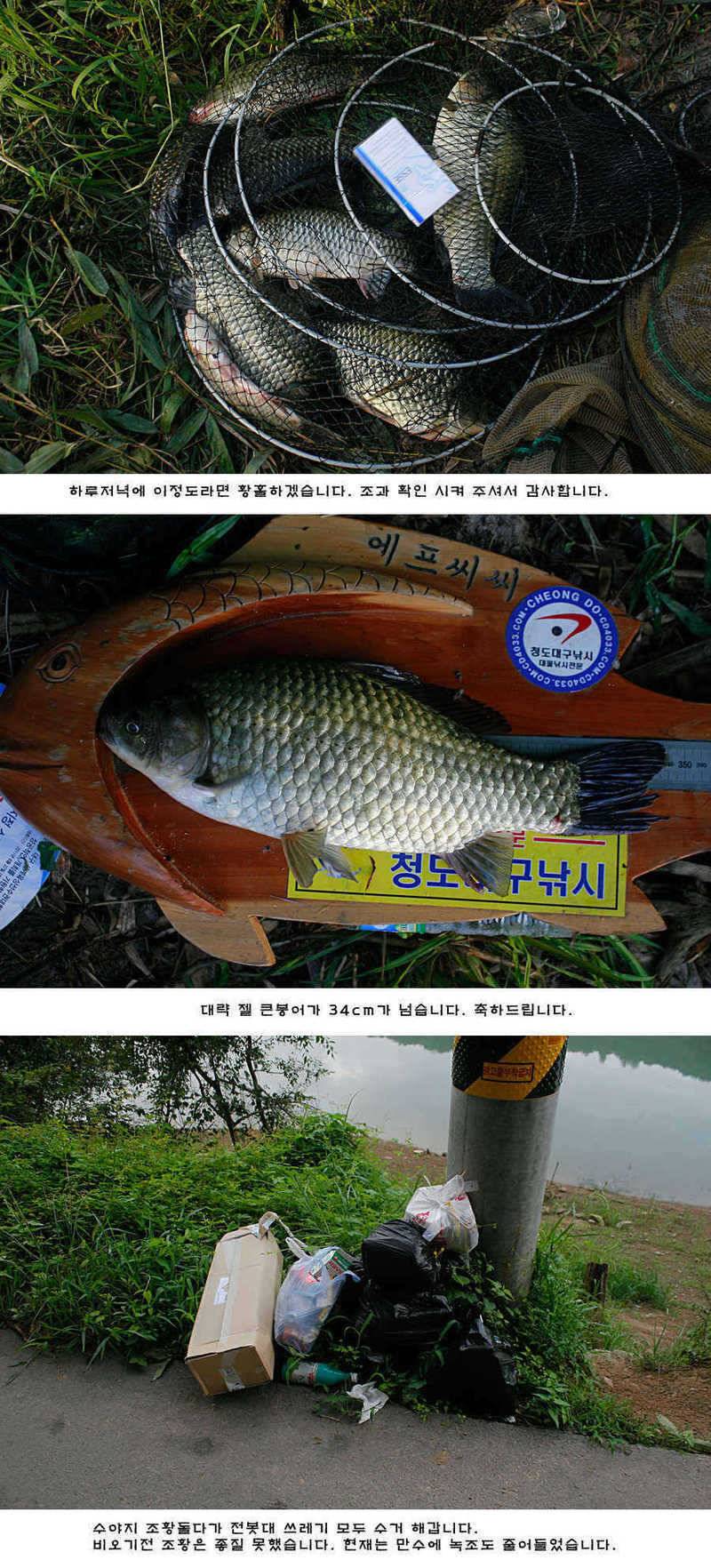 청도권 주말 주중 조황 (조황조행기 - 특파원조황)