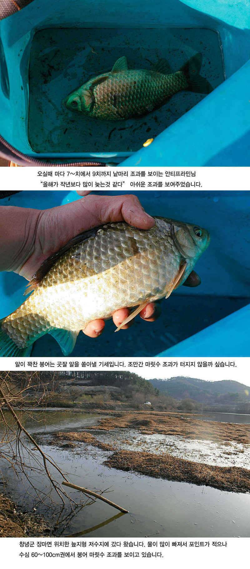 주중 청도권 조황정보 (조황조행기 - 특파원조황)