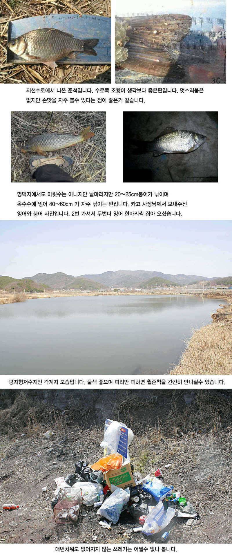 주중 청도권 조황정보 (조황조행기 - 특파원조황)