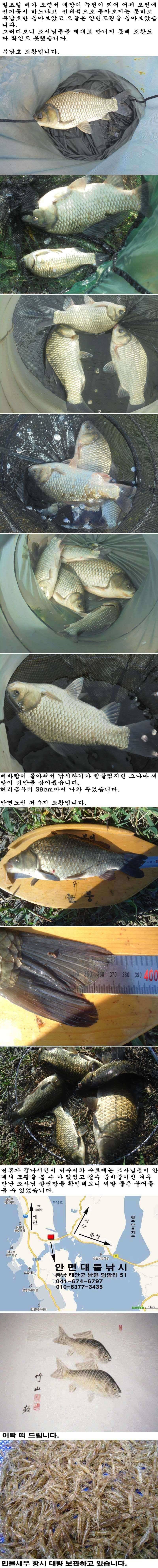 104 안면도권 저수지 및 부남호 연휴 조황 (조황조행기 - 특파원조황)