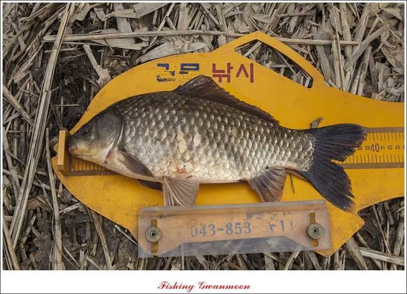 충주괴산권 조황 (조황조행기 - 특파원조황)
