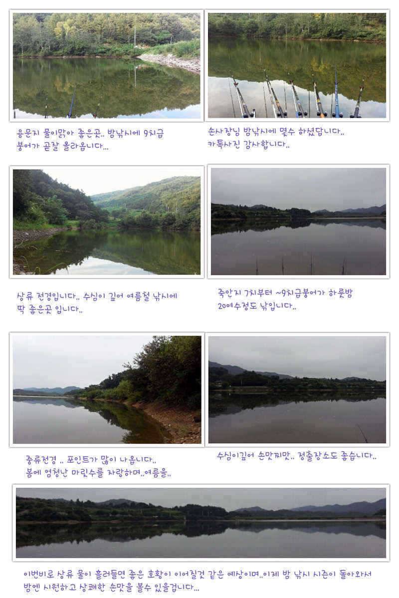 예천권 강낚시 월척들 소식과 이제 단비로인해서 좋은 조황이 이어질전망 (조황조행기 - 특파원조황)