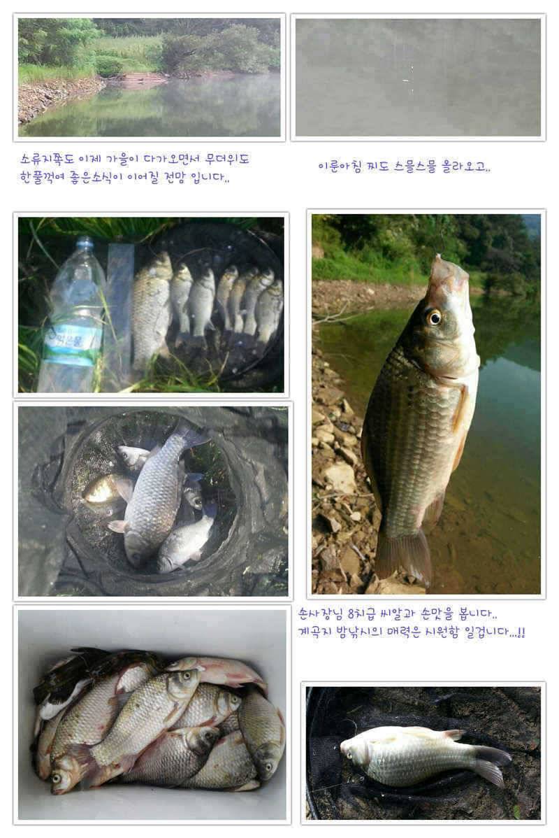 예천권 강낚시 월척들 소식과 이제 단비로인해서 좋은 조황이 이어질전망 (조황조행기 - 특파원조황)