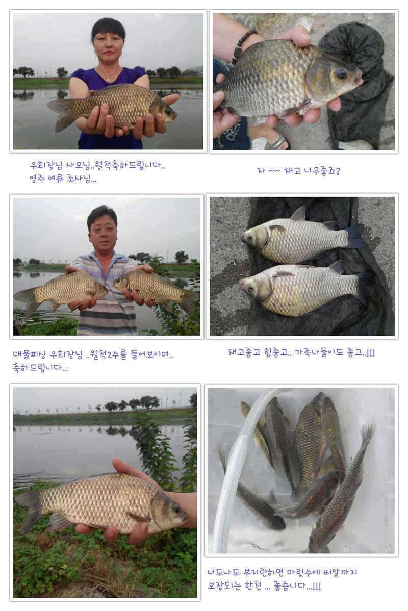 예천권 강낚시 월척들 소식과 이제 단비로인해서 좋은 조황이 이어질전망 (조황조행기 - 특파원조황)