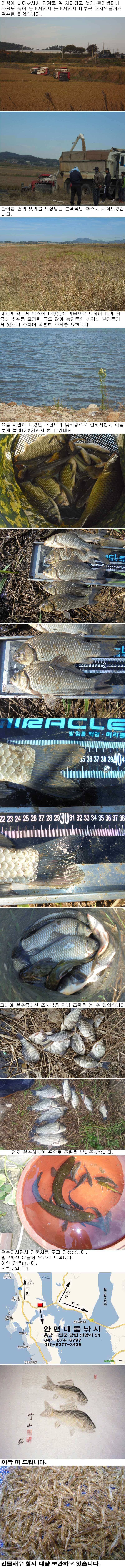 1015 부남호 새우낚시 주말 조황 (조황조행기 - 특파원조황)