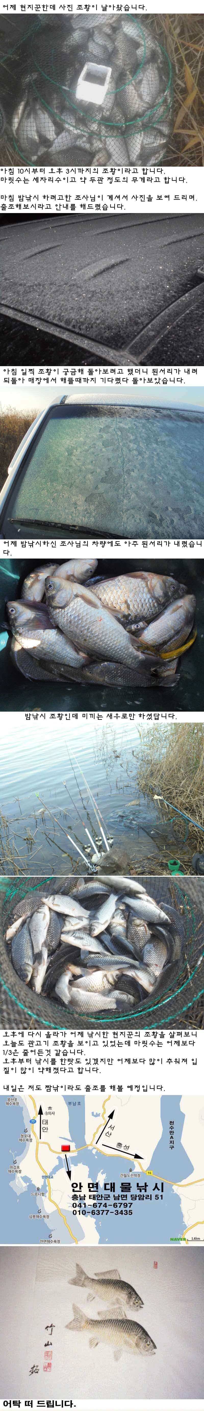 1113 부남호 마릿수 관고기 조황 (조황조행기 - 특파원조황)