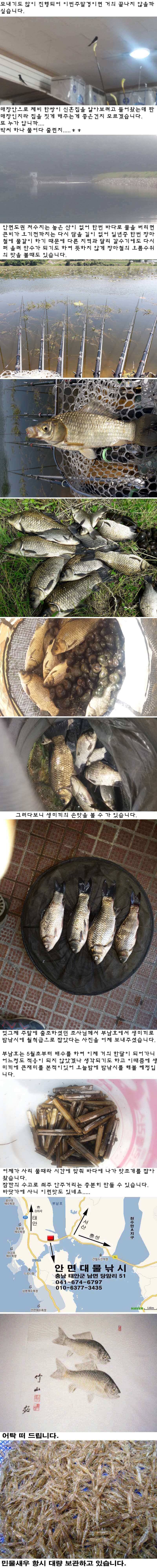 529 안면도권 저수지 및 부남호 생미끼 조황 (조황조행기 - 특파원조황)