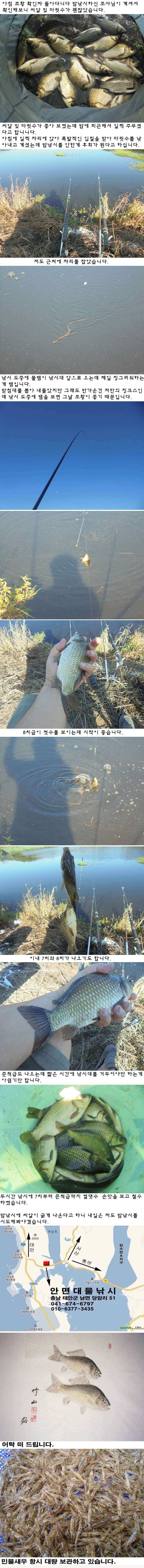 917 안면도권 저수지 씨알 및 마릿수 굳 조황 (조황조행기 - 특파원조황)