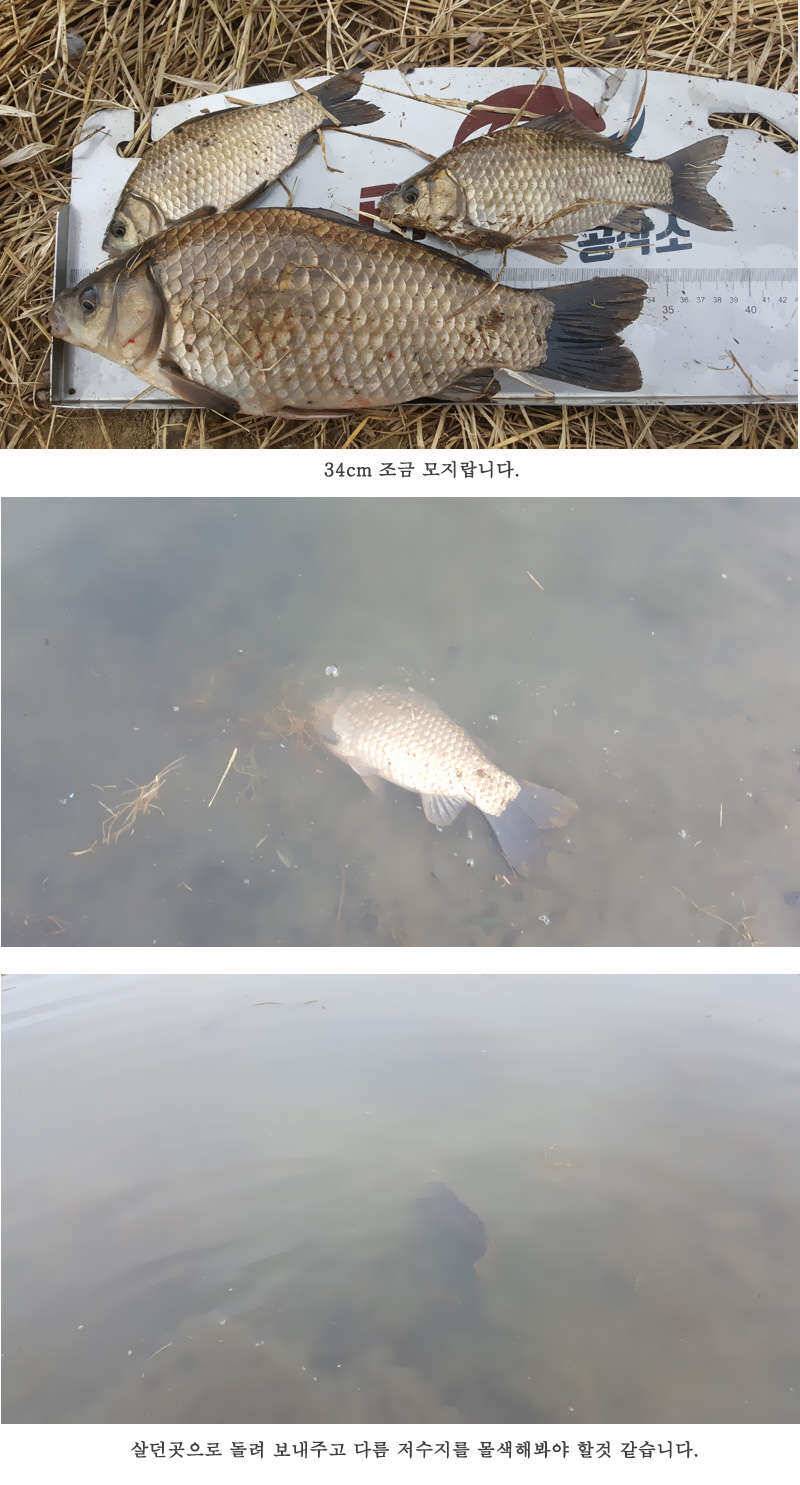 청도권 설연휴 첫 조황입니다 (조황조행기 - 특파원조황)