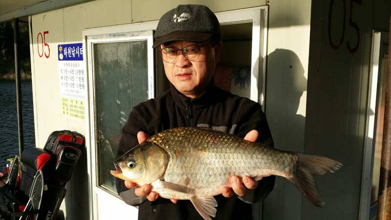 하천 48cm 희나리대물붕어 후산월척 솔 37cm 4짜 대물붕어 (조황조행기 - 특파원조황)