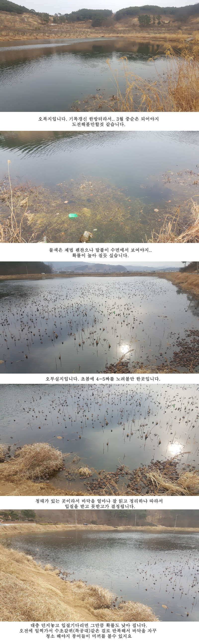 청도권 설연휴 첫 조황입니다 (조황조행기 - 특파원조황)
