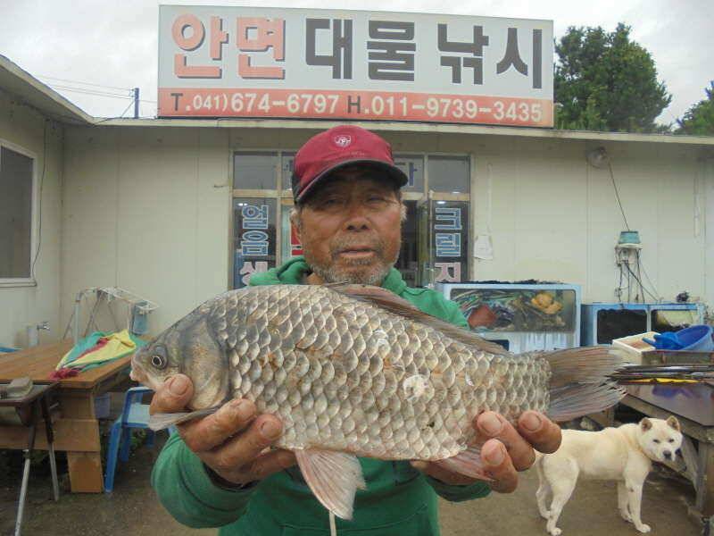 105 부남호 새우 밤낚시 대물붕어 조황 (조황조행기 - 특파원조황)