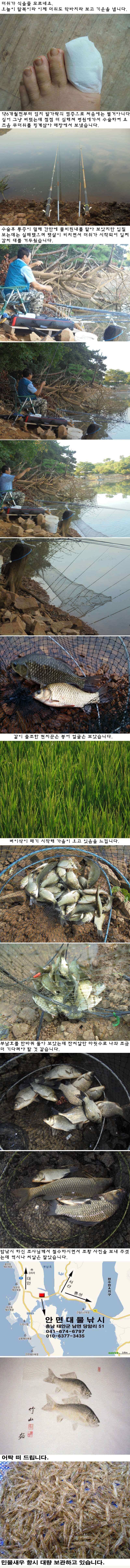 815 안면도권 저수지 및 부남호 조황 (조황조행기 - 특파원조황)