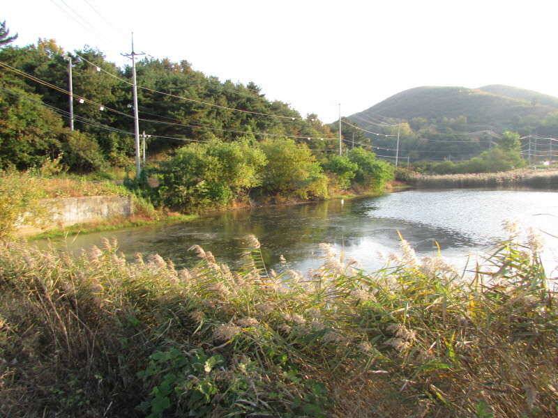 11월 첫주 조황입니다 (조황조행기 - 특파원조황)