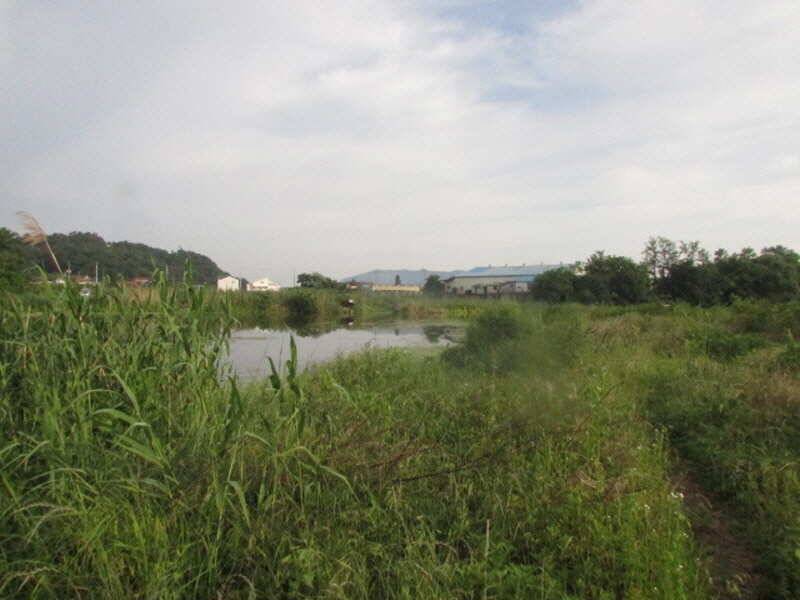 6월2째주 조황 입니다 (조황조행기 - 특파원조황)