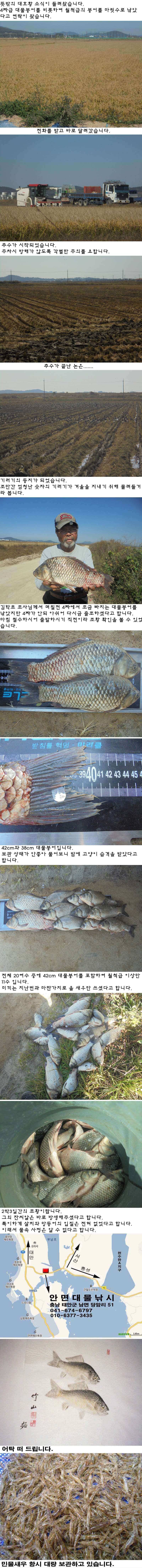 1021 부남호 새우 밤낚시 42cm 대물붕어외 월척급 무더기 마릿수 조황 (조황조행기 - 특파원조황)