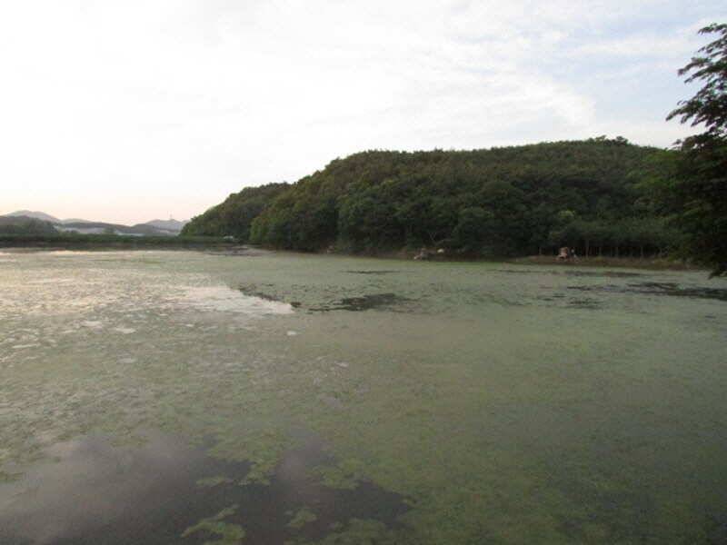 6월2째주 조황 입니다 (조황조행기 - 특파원조황)