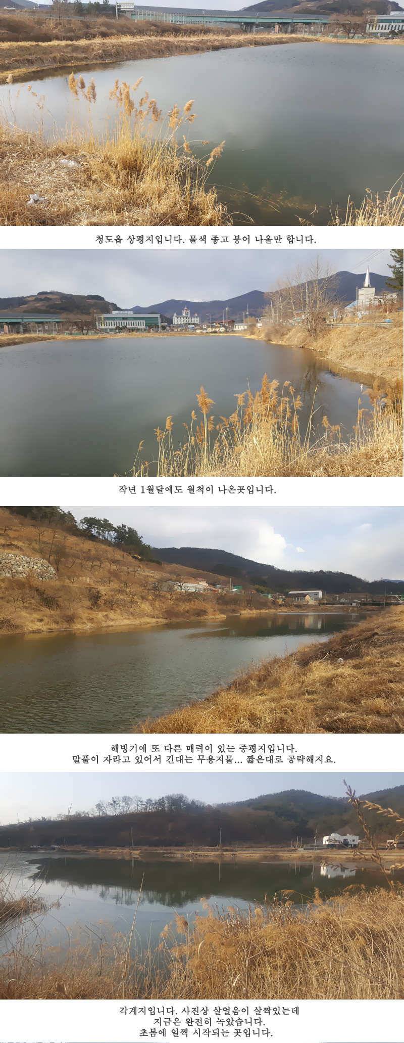 청도권 설연휴 첫 조황입니다 (조황조행기 - 특파원조황)