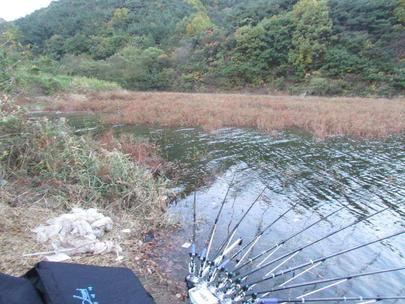 11월 첫주 조황입니다 (조황조행기 - 특파원조황)