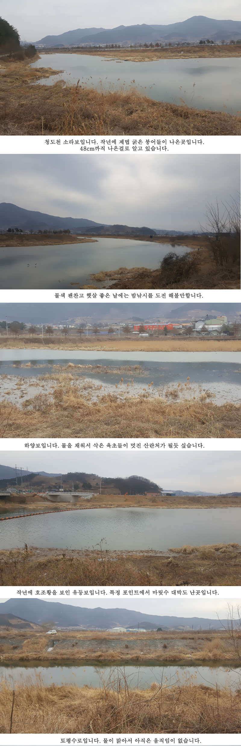 청도권 설연휴 첫 조황입니다 (조황조행기 - 특파원조황)