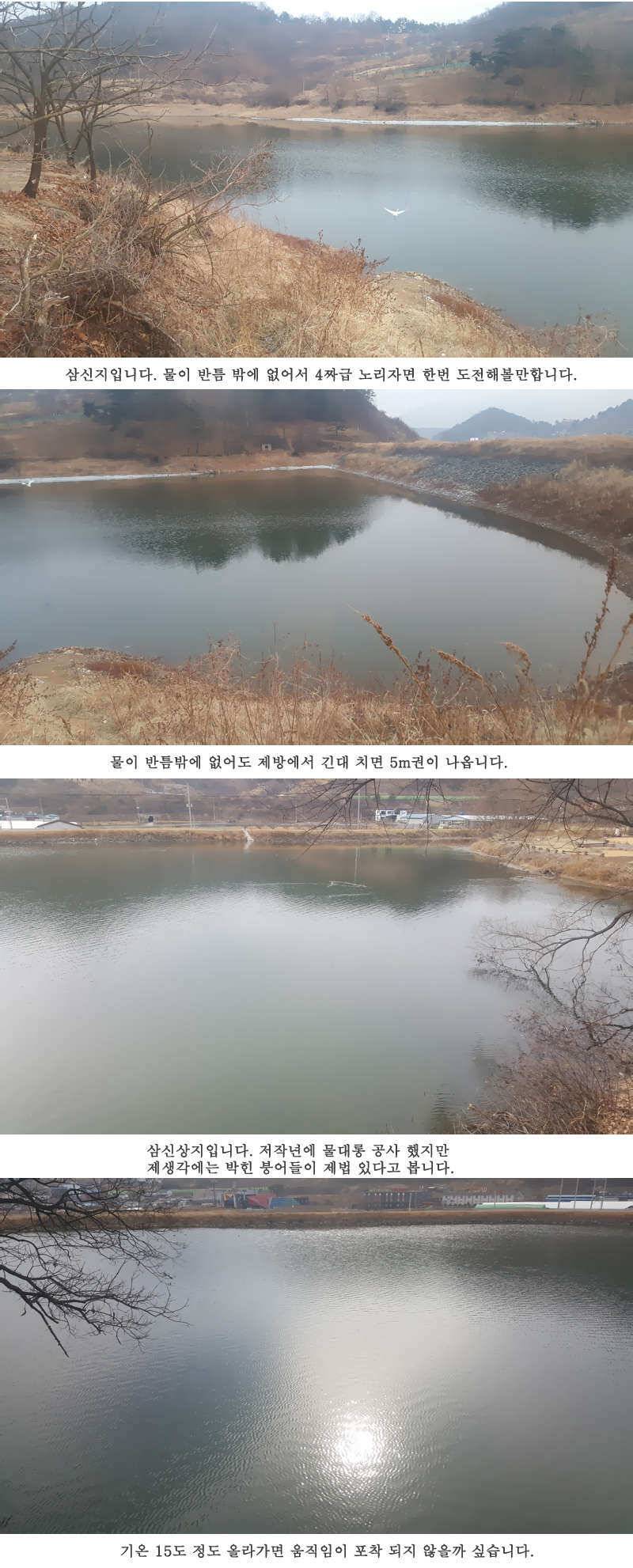 청도권 설연휴 첫 조황입니다 (조황조행기 - 특파원조황)