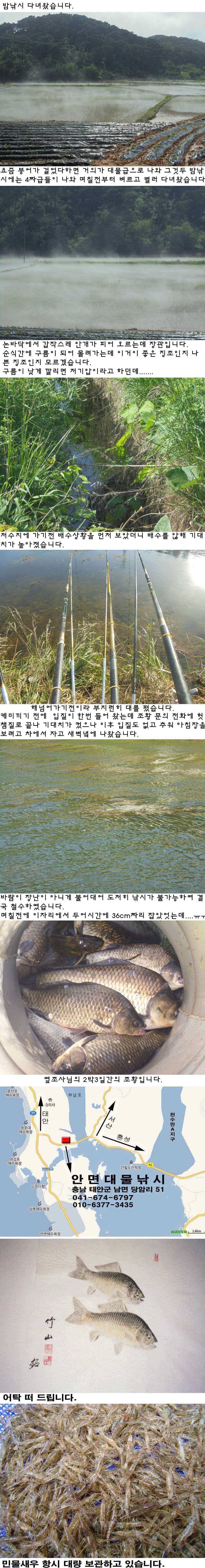 524 안면도권 저수지 밤낚시 조황 (조황조행기 - 특파원조황)