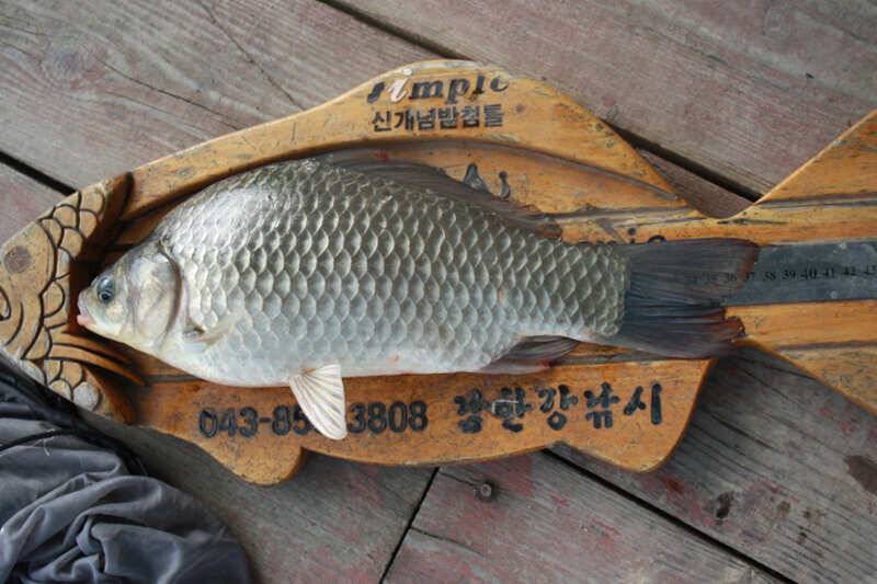 서운리 솔 37cm 하천 34cm 월척붕어 (조황조행기 - 특파원조황)