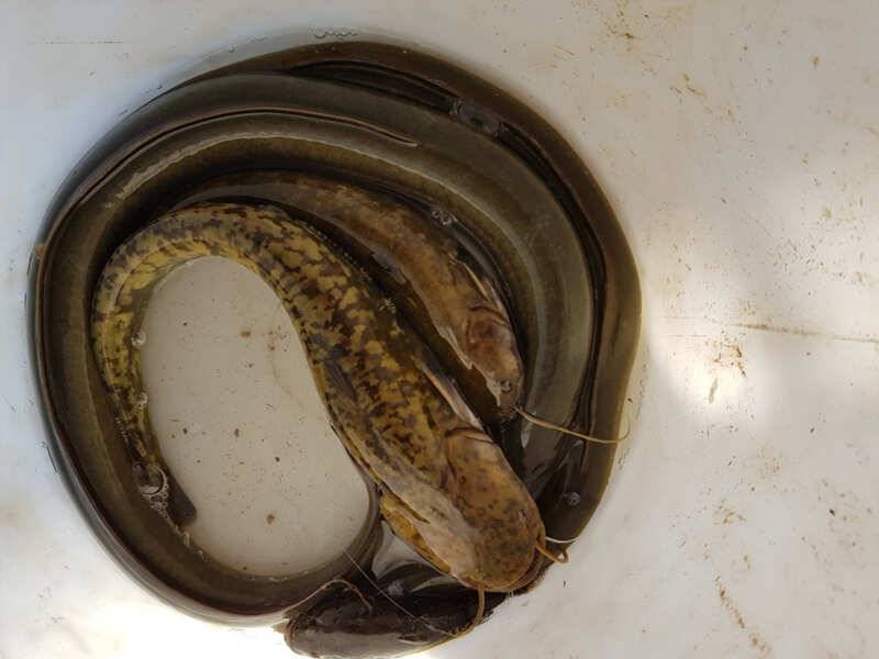 하천 39cm 대물급 붕어 장어소식 (조황조행기 - 특파원조황)