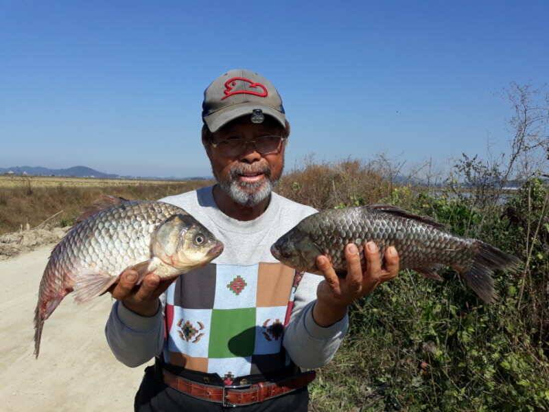 1021 부남호 새우 밤낚시 42cm 대물붕어외 월척급 무더기 마릿수 조황 (조황조행기 - 특파원조황)