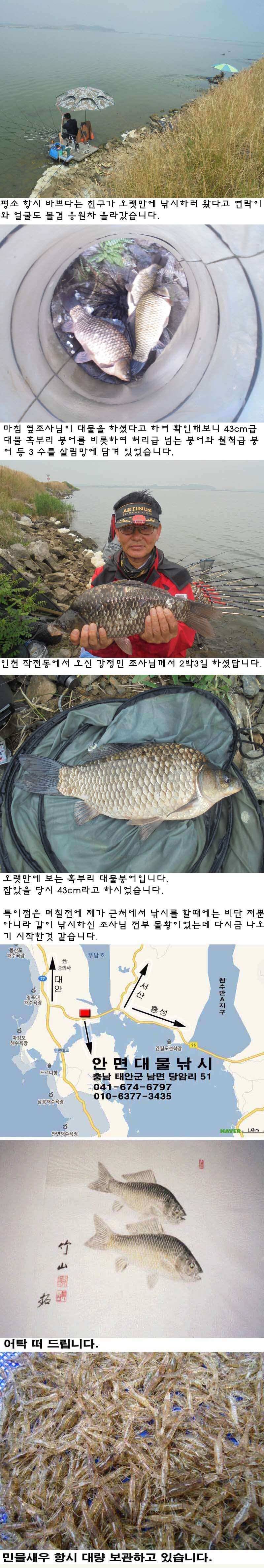621 부남호 43cm 혹부리 대물붕어외 조황 (조황조행기 - 특파원조황)