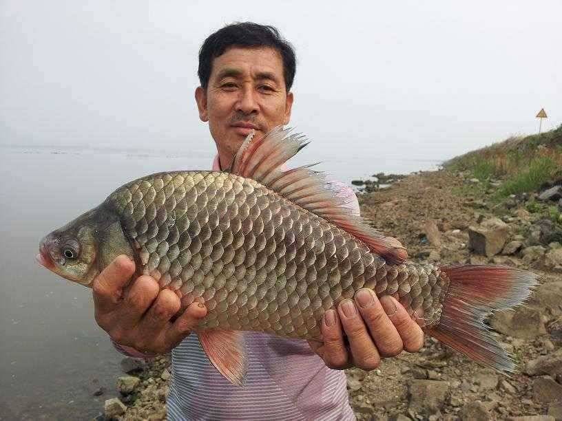 천수만부남호 6월24일 44cm와 대물행진 조황 (조황조행기 - 특파원조황)