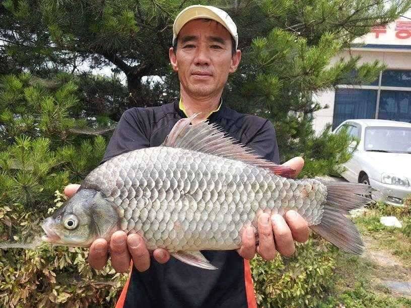 천수만부남호 6월24일 44cm와 대물행진 조황 (조황조행기 - 특파원조황)