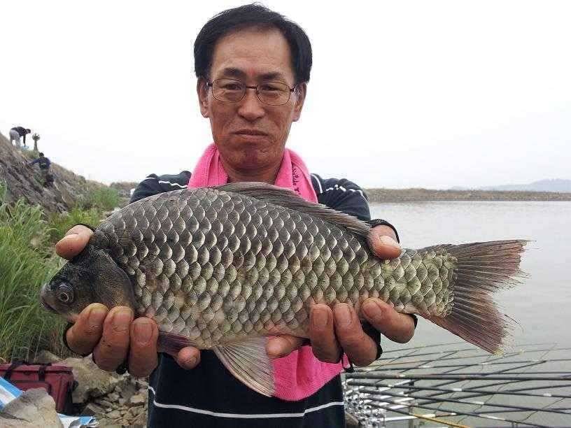 천수만부남호 6월24일 44cm와 대물행진 조황 (조황조행기 - 특파원조황)